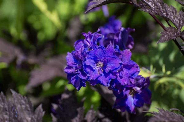 Blue Delphinium Growing Garden Sunny Day — 图库照片