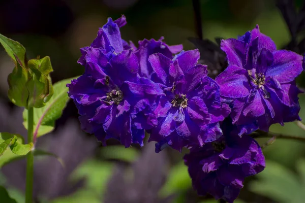 Blue Delphinium Growing Garden Sunny Day — Stock fotografie