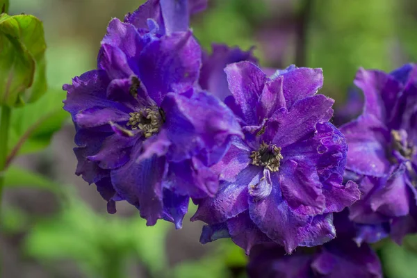 Blue Delphinium Growing Garden Sunny Day — Stok fotoğraf