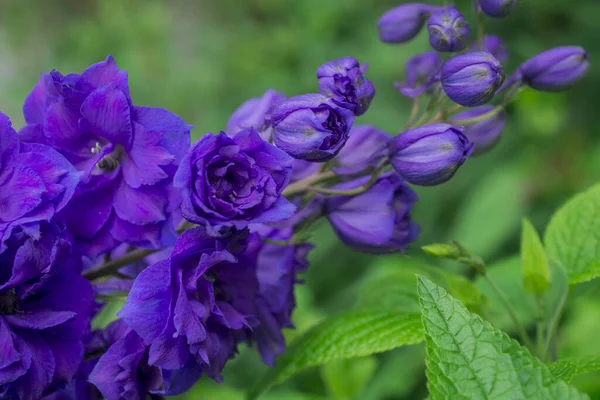 Blue Delphinium Growing Garden Sunny Day — Stockfoto