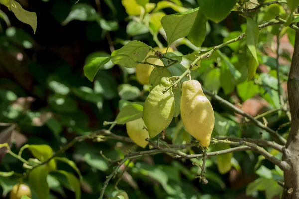 Mature Lemon Branch Ready Harvesting — 图库照片
