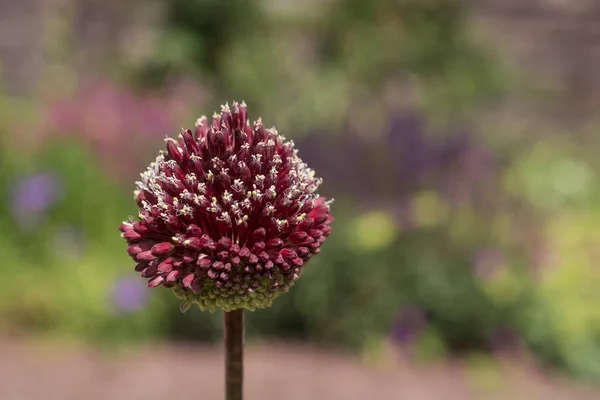 Purple Giant Allium Gladiator Bloom Spring Garden — Stockfoto