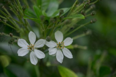 tatlı taze bahar yeşil yaprak