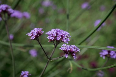  Ebedi Verbena Bonariensis 'in küçük mor çiçekleri bahçede