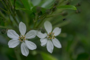 tatlı taze bahar yeşil yaprak