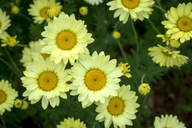 Cota tinctoria Anthemis tinctoria `Golden Rays` 
