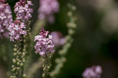Mor Toadflax - Linaria moru. Uzun Mor Çiçek
