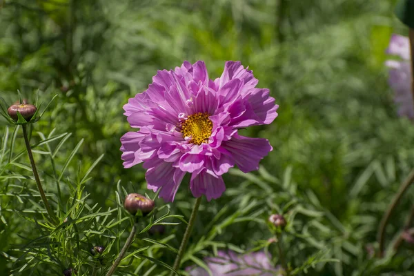 Pretty Pink Cosmos Flower Peony Cosmos — Foto de Stock