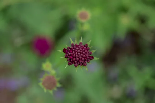 Close Purple Blue Wildlife Flower Knautia Arvensis — Stock Photo, Image