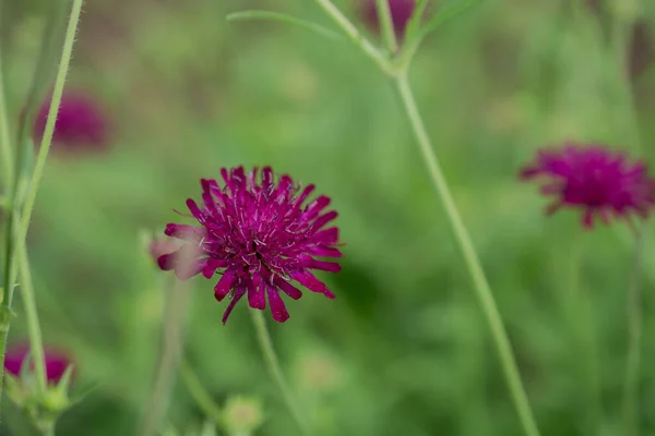 Close up purple, blue wildlife flower Knautia arvensis.