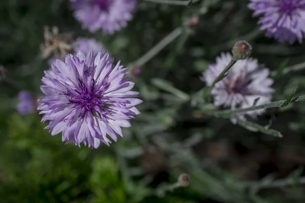Purple Blue Pink Wildlife Cornflowers Knautia Arvensis —  Fotos de Stock