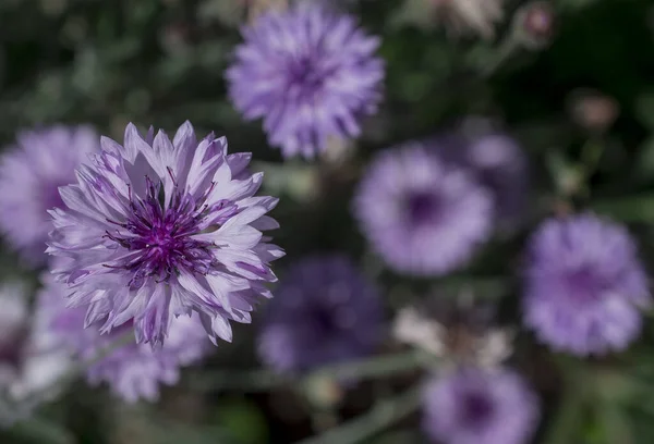 Фіолетовий Синій Рожеві Кукурудзяні Квіти Дикої Природи Кнаутіа — стокове фото