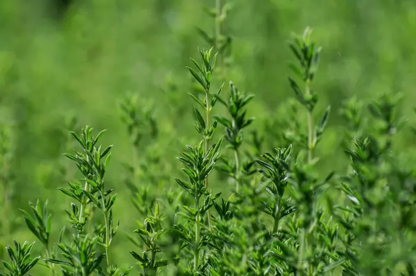 Ierburi Proaspete Cimbru Verde Creștere Grădină — Fotografie, imagine de stoc