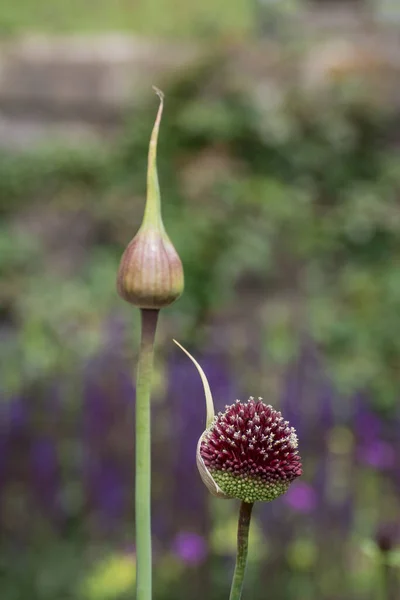 Lila Riesen Allium Gladiator Blüht Einem Frühlingsgarten — Stockfoto