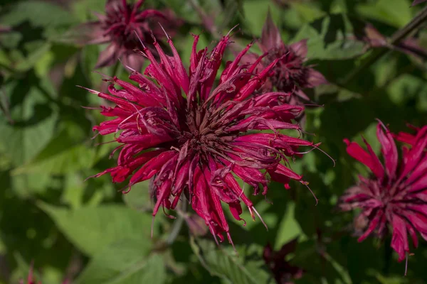 Summer Bloom Vibrent Red Crimsom Monarda Didyma Scarlet Beeba — Stockfoto