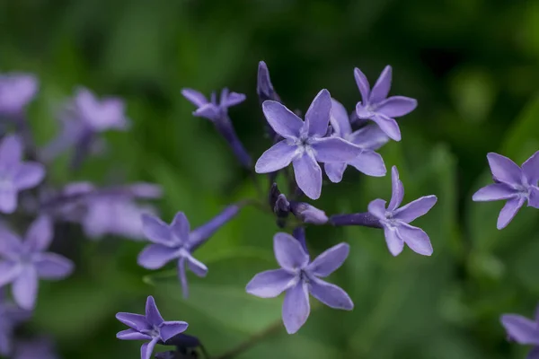 Mavi Nadir Ölümcül Çiçekler Bahçedeki Çan Çiçekleri — Stok fotoğraf