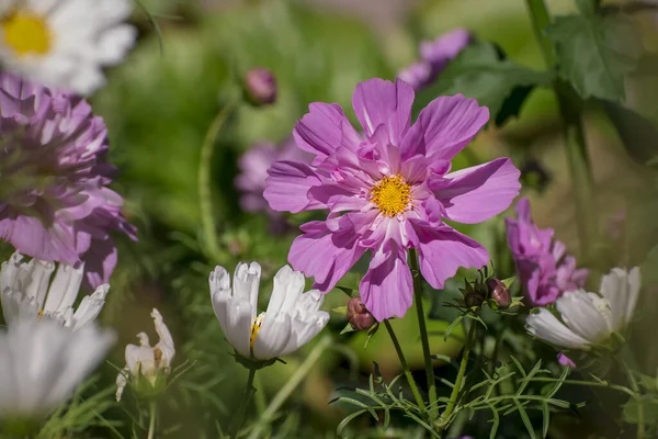 Pretty Pink Cosmos Flower Peony Cosmos — Stockfoto