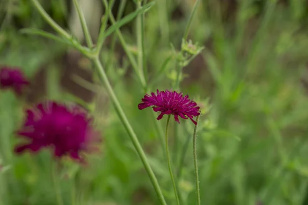 Gros Plan Violet Fleur Bleue Faune Knautia Arvensis — Photo