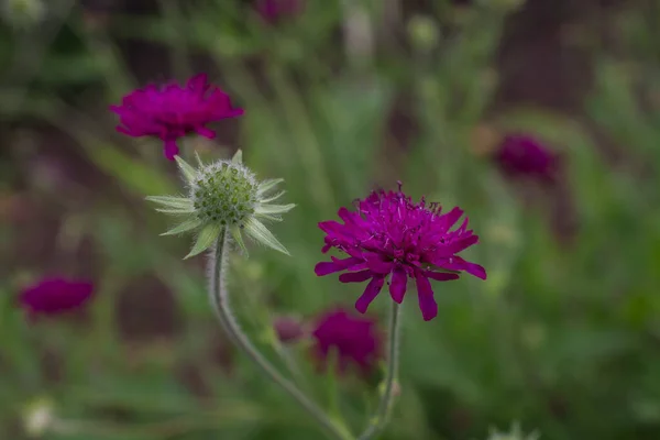 Fechar Roxo Azul Flor Vida Selvagem Knautia Arvensis — Fotografia de Stock