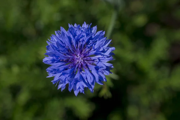 Purple Blue Pink Wildlife Cornflowers Knautia Arvensis — ストック写真