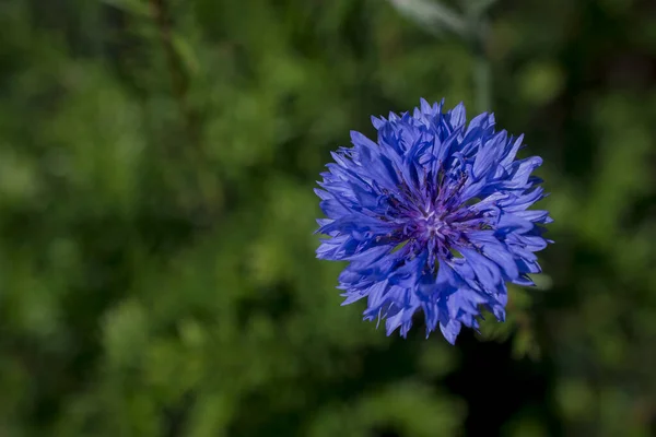 Purple Blue Pink Wildlife Cornflowers Knautia Arvensis — Stock Photo, Image