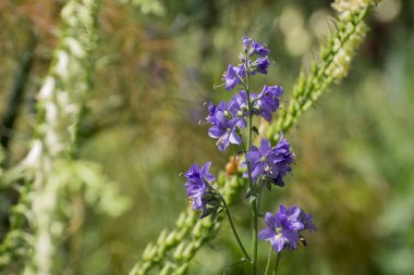 Mavi nadir ve ölümcül çiçekler Bahçedeki çan çiçekleri