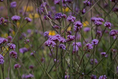  tiny purple flowers of Perennial Verbena bonariensis in garden