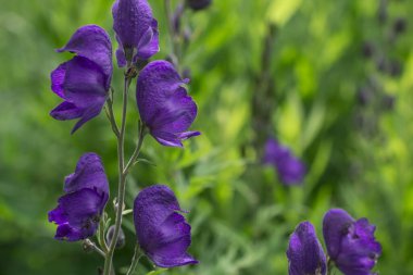 Aconitum Napellus, keşiş başlığı, kurtboğan, bitki aslanı.