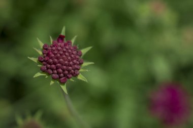 Kapatın mor, mavi yaban hayatı çiçeği Knautia arvensis.