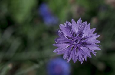  Mor, mavi, pembe yaban hayatı çiçekleri, Knautia arvensis.