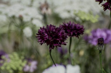  Mor, mavi, pembe yaban hayatı çiçekleri, Knautia arvensis.