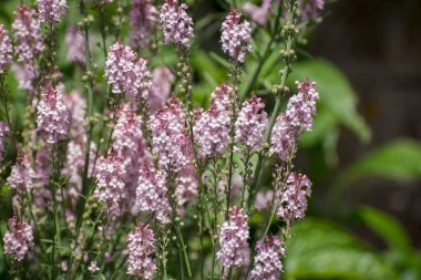 Mor Toadflax - Linaria moru. Uzun Mor Çiçek