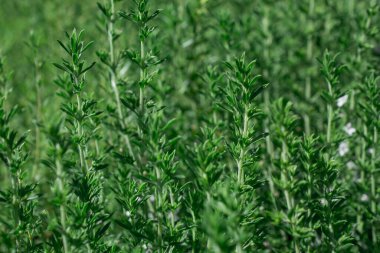 bahçede büyüyen yeşil taze kekik otlar