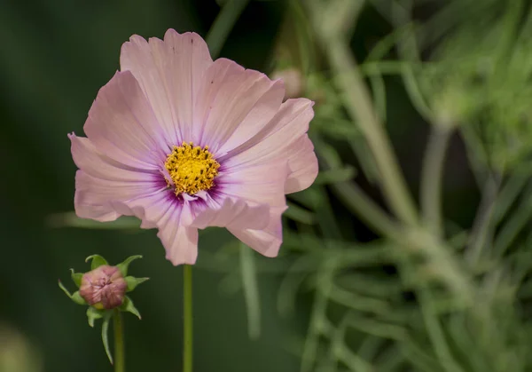 Pretty Pink Cosmos Flower Peony Cosmos —  Fotos de Stock