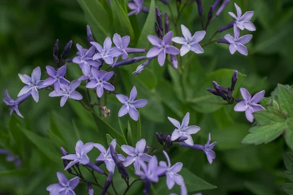 Blue Rare Deadly Flowers Bluebells Garden — Foto de Stock