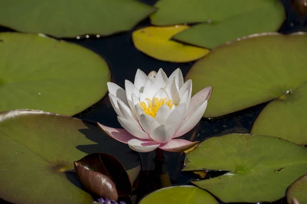Water Lilly Full Bloom Copy Space — Stock Photo, Image