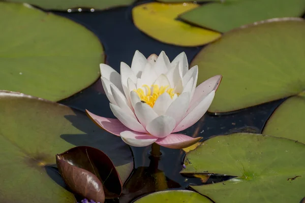 Water Lilly Full Bloom Copy Space — Stock Photo, Image