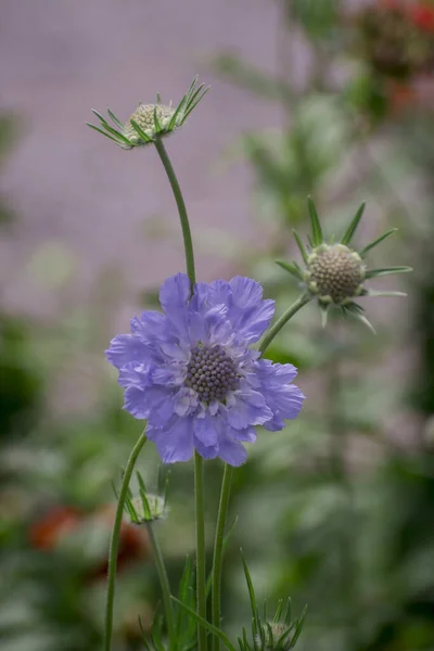 Close up purple, blue wildlife flower Knautia arvensis.