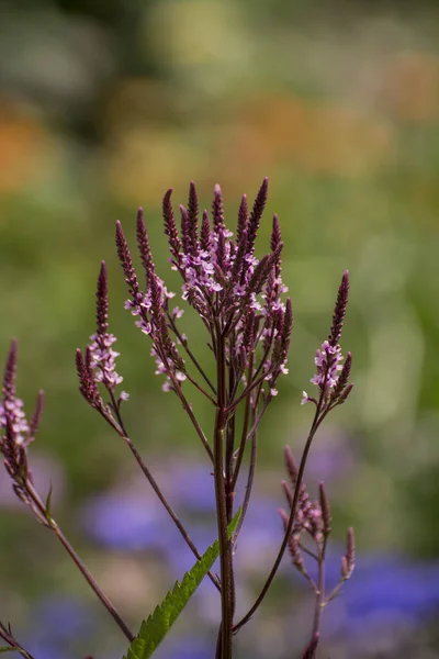 Violett Blomma Bakgrund Från Salvia Nemorosa — Stockfoto