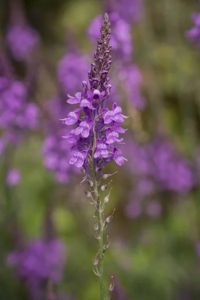 Purple Toadflax Linaria Purpurea Tall Purple Flower — Stock Fotó
