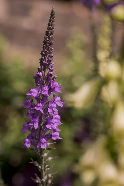 Purple Toadflax Linaria Purpurea Tall Purple Flower — Stockfoto