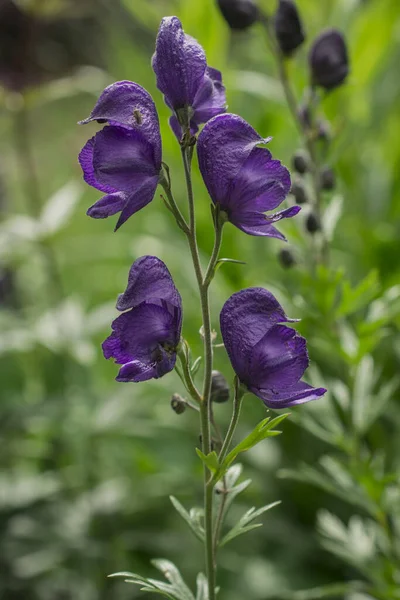 Aconitum Napellus Kaptur Mnicha Aconit Lub Wolfsbane Roślina Acon — Zdjęcie stockowe