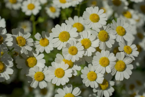 Chamomile Field Flowers Border Beautiful Nature Scene — Stock Photo, Image