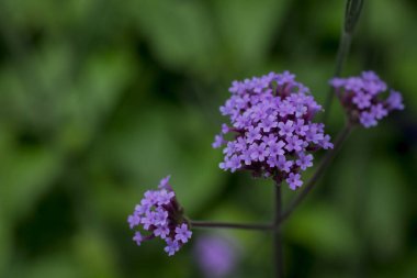  Ebedi Verbena Bonariensis 'in küçük mor çiçekleri bahçede