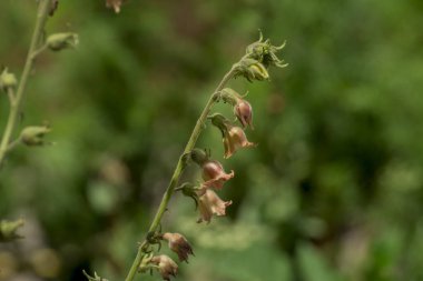 Yünlü yüksük otu, Digitalis lanata, yakın plan çiçekler.