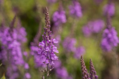 Mor Toadflax - Linaria moru. Uzun Mor Çiçek