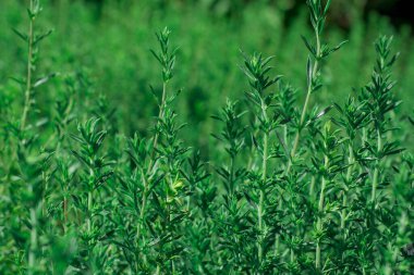 bahçede büyüyen yeşil taze kekik otlar
