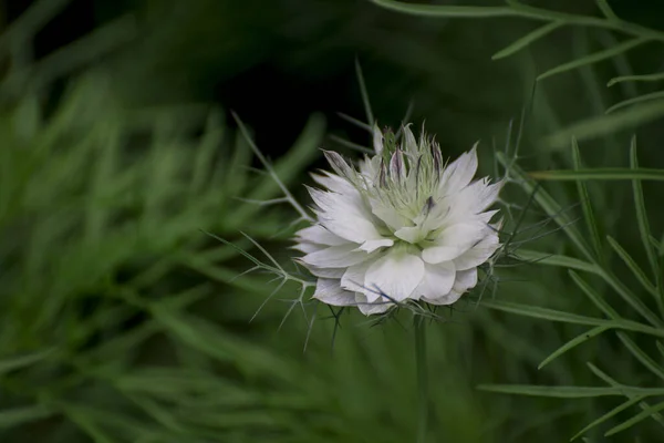 Nigella Sativa Nigella Love Mist Nature Blue White Flo — 스톡 사진