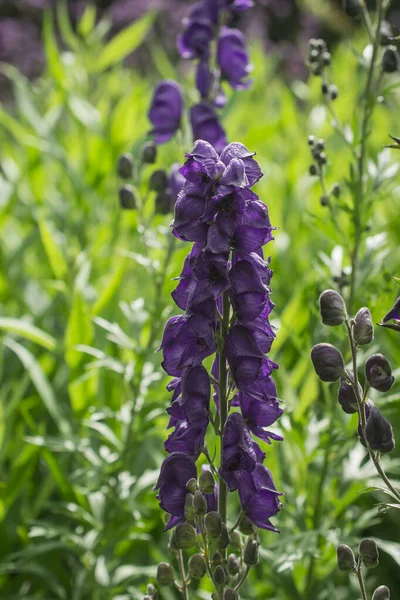 Aconitum Napellus Monk Hood Aconite Wolfsbane Plant Acon — Stockfoto