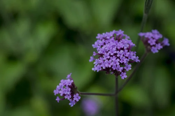  tiny purple flowers of Perennial Verbena bonariensis in garden